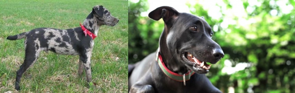 Shepard Labrador vs Atlas Terrier - Breed Comparison