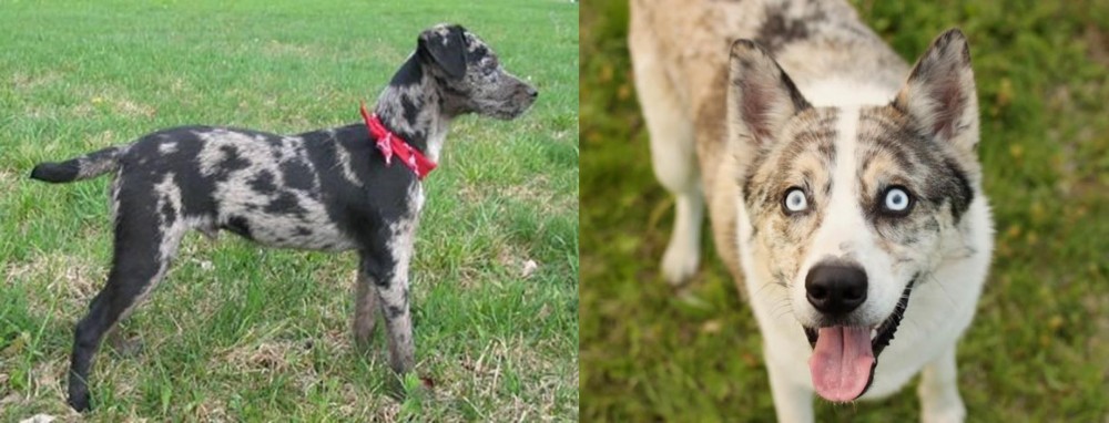 Shepherd Husky vs Atlas Terrier - Breed Comparison