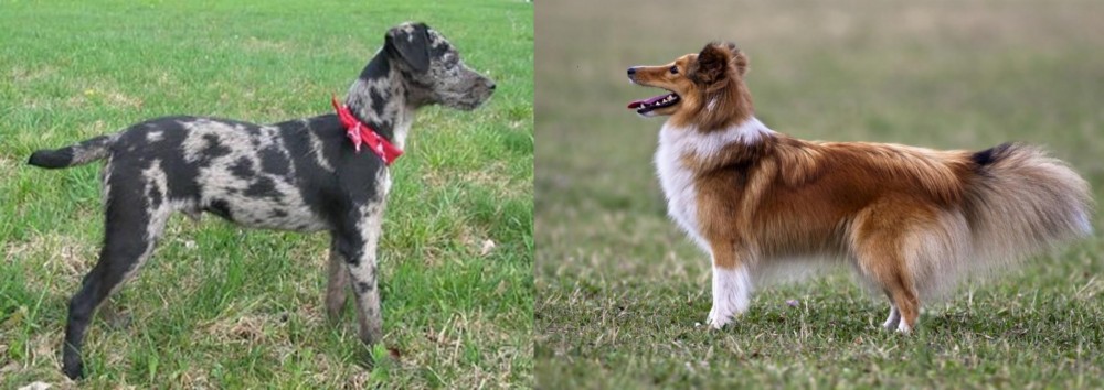 Shetland Sheepdog vs Atlas Terrier - Breed Comparison