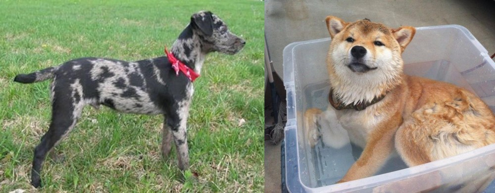 Shiba Inu vs Atlas Terrier - Breed Comparison
