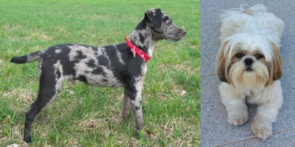 Shih Tzu vs Atlas Terrier - Breed Comparison