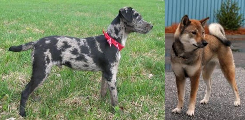Shikoku vs Atlas Terrier - Breed Comparison