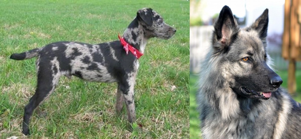 Shiloh Shepherd vs Atlas Terrier - Breed Comparison