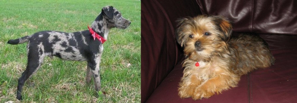 Shorkie vs Atlas Terrier - Breed Comparison