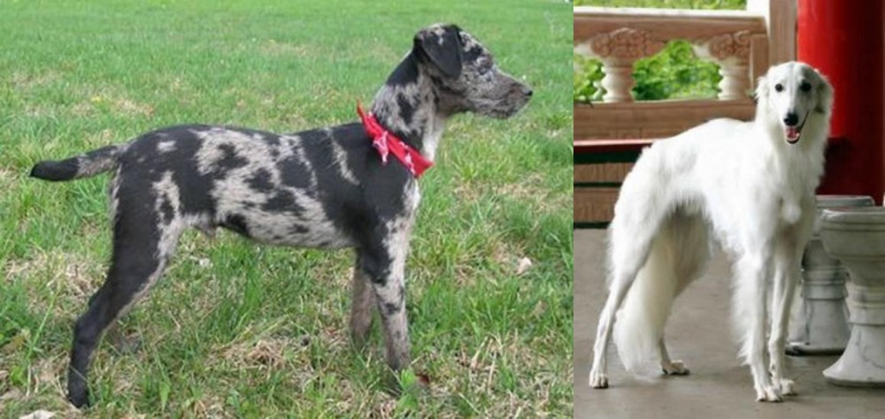 Silken Windhound vs Atlas Terrier - Breed Comparison
