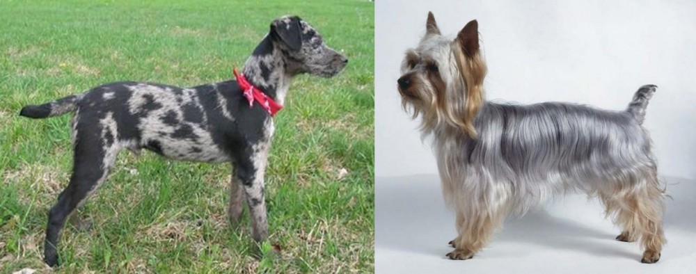 Silky Terrier vs Atlas Terrier - Breed Comparison