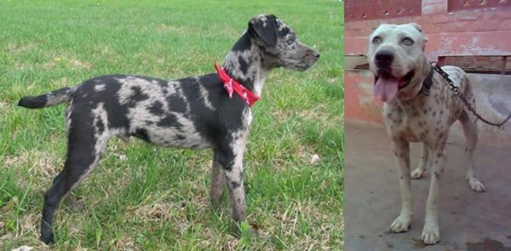 Sindh Mastiff vs Atlas Terrier - Breed Comparison