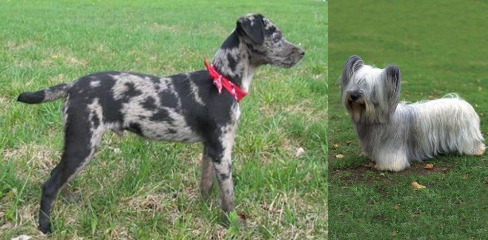 Skye Terrier vs Atlas Terrier - Breed Comparison