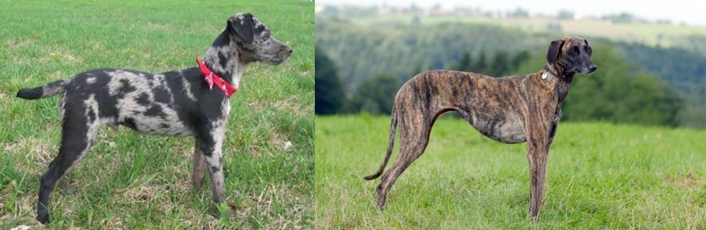 Sloughi vs Atlas Terrier - Breed Comparison