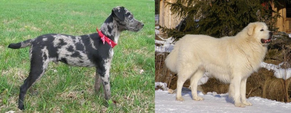 Slovak Cuvac vs Atlas Terrier - Breed Comparison