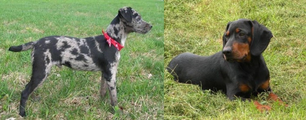 Slovakian Hound vs Atlas Terrier - Breed Comparison