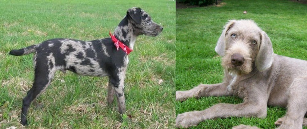 Slovakian Rough Haired Pointer vs Atlas Terrier - Breed Comparison