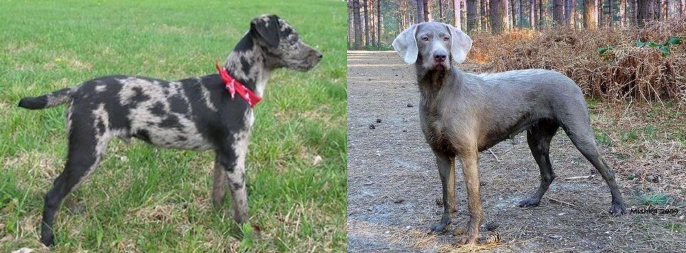 Slovensky Hrubosrsty Stavac vs Atlas Terrier - Breed Comparison