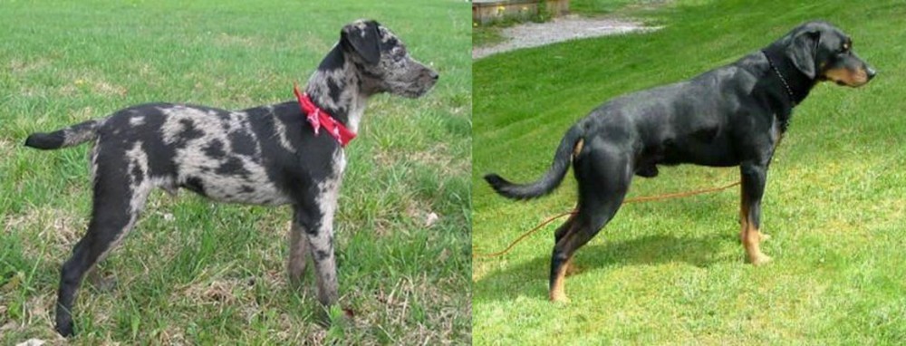 Smalandsstovare vs Atlas Terrier - Breed Comparison