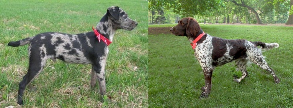 Small Munsterlander vs Atlas Terrier - Breed Comparison