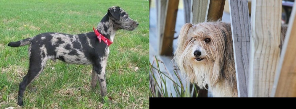 Smithfield vs Atlas Terrier - Breed Comparison