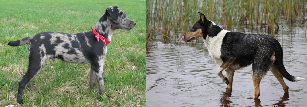Smooth Collie vs Atlas Terrier - Breed Comparison