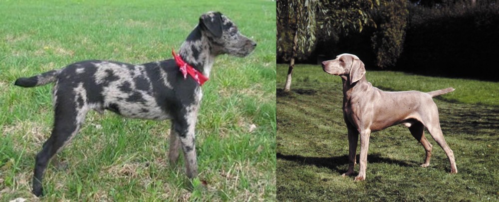 Smooth Haired Weimaraner vs Atlas Terrier - Breed Comparison