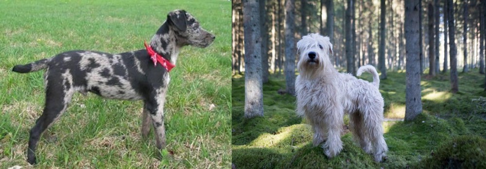 Soft-Coated Wheaten Terrier vs Atlas Terrier - Breed Comparison
