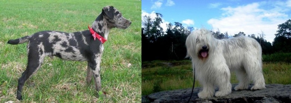 South Russian Ovcharka vs Atlas Terrier - Breed Comparison