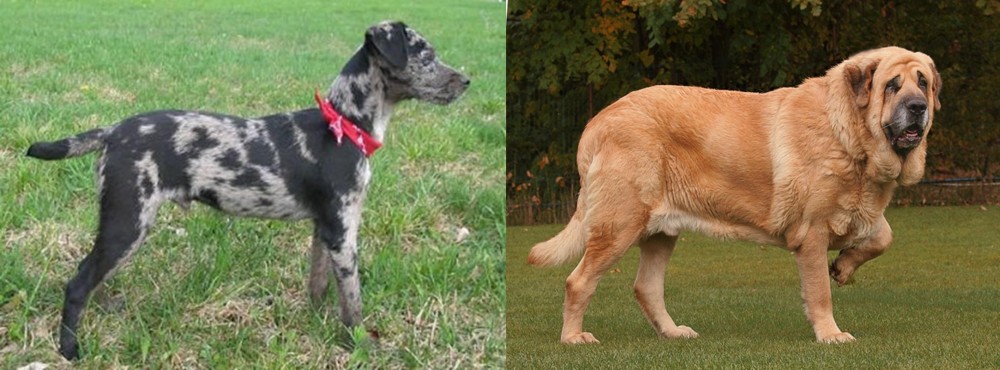 Spanish Mastiff vs Atlas Terrier - Breed Comparison