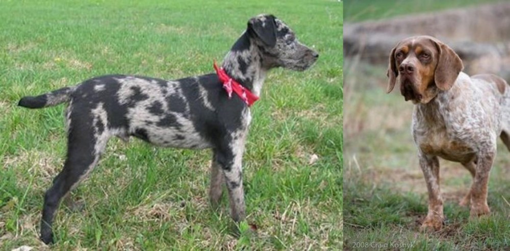 Spanish Pointer vs Atlas Terrier - Breed Comparison