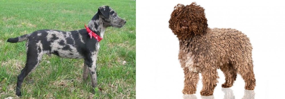 Spanish Water Dog vs Atlas Terrier - Breed Comparison