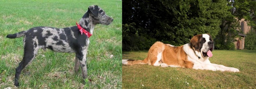 St. Bernard vs Atlas Terrier - Breed Comparison
