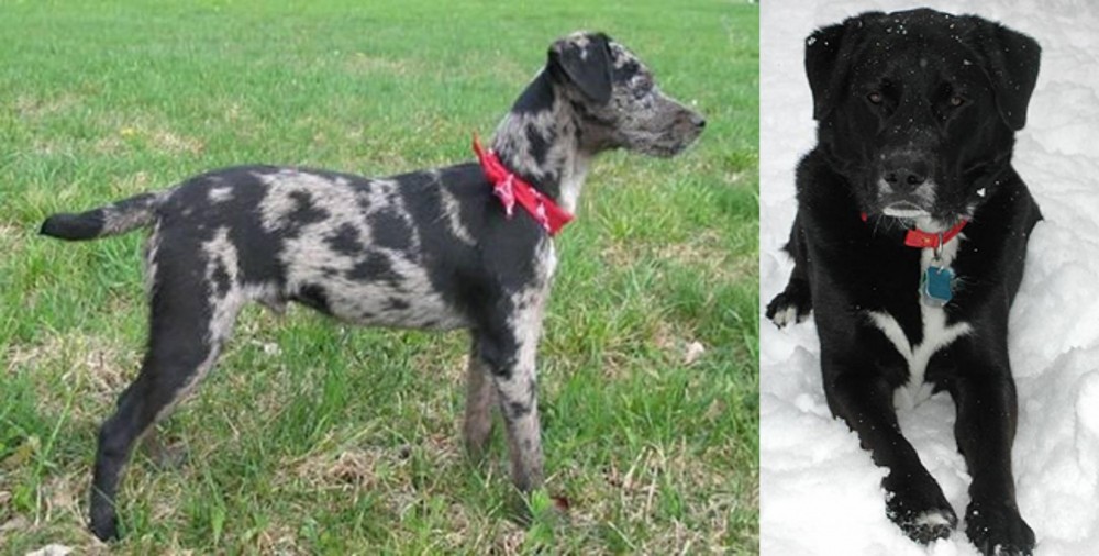 St. John's Water Dog vs Atlas Terrier - Breed Comparison