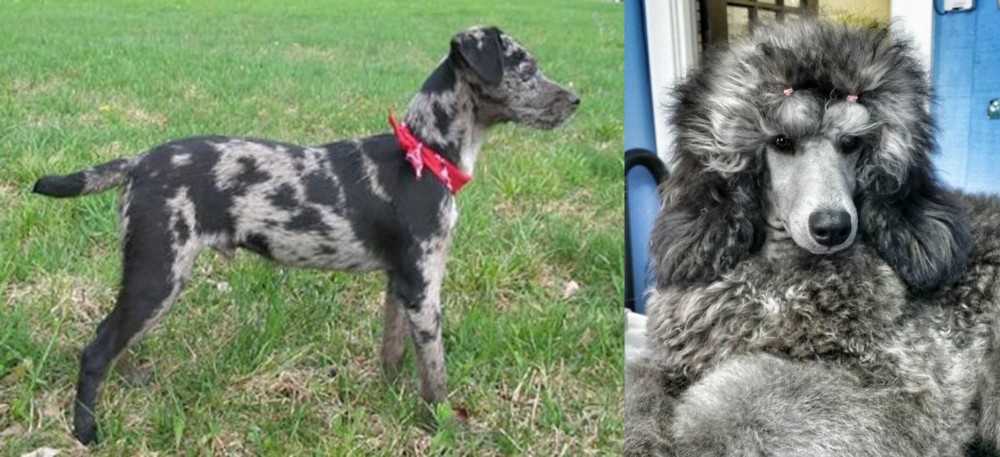 Standard Poodle vs Atlas Terrier - Breed Comparison