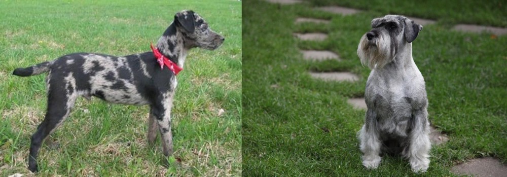 Standard Schnauzer vs Atlas Terrier - Breed Comparison