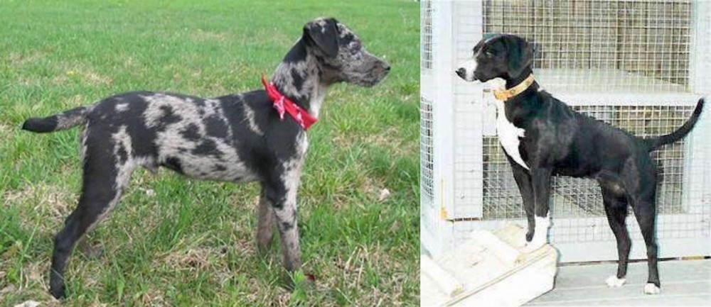 Stephens Stock vs Atlas Terrier - Breed Comparison