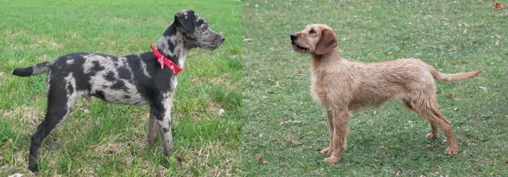 Styrian Coarse Haired Hound vs Atlas Terrier - Breed Comparison
