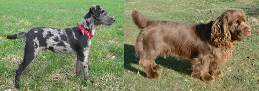 Sussex Spaniel vs Atlas Terrier - Breed Comparison