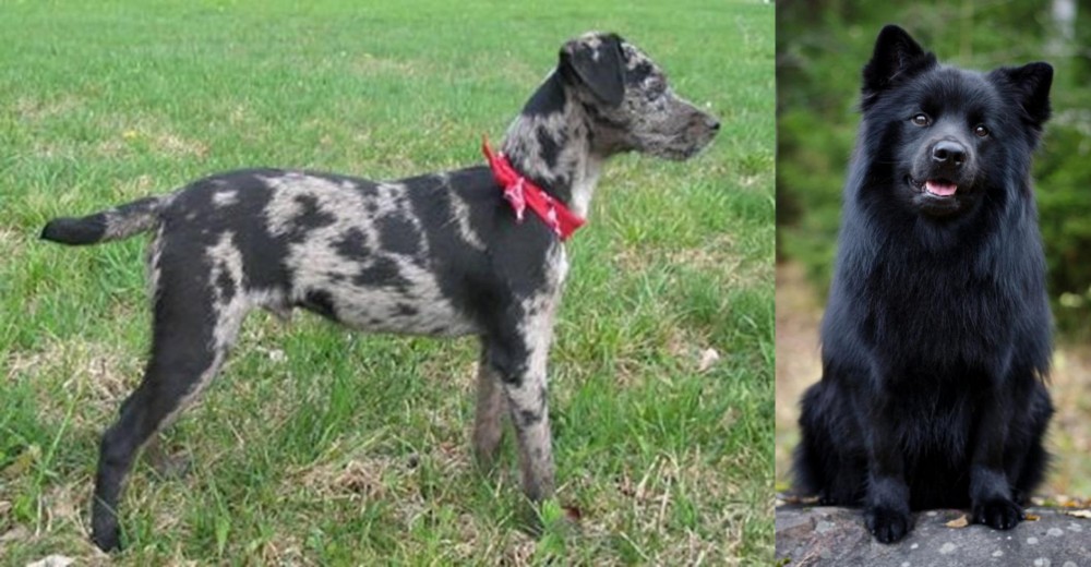 Swedish Lapphund vs Atlas Terrier - Breed Comparison