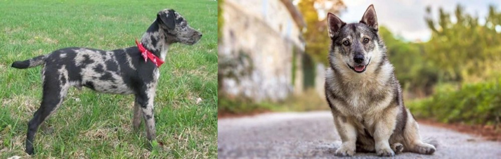 Swedish Vallhund vs Atlas Terrier - Breed Comparison
