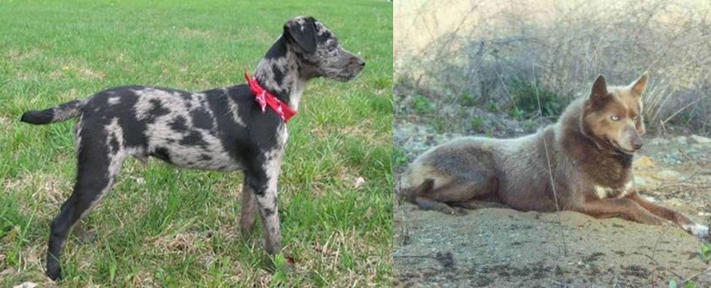 Tahltan Bear Dog vs Atlas Terrier - Breed Comparison