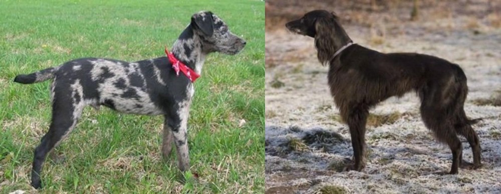 Taigan vs Atlas Terrier - Breed Comparison