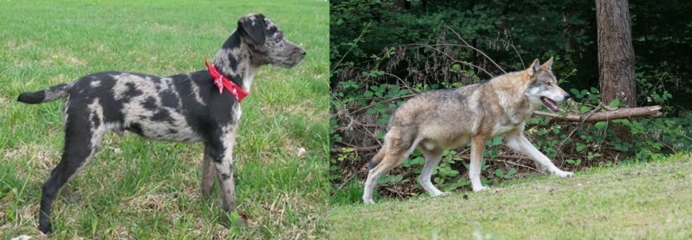 Tamaskan vs Atlas Terrier - Breed Comparison