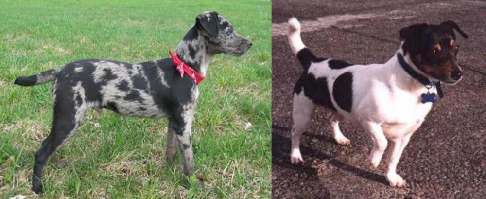 Teddy Roosevelt Terrier vs Atlas Terrier - Breed Comparison