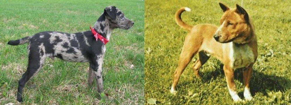 Telomian vs Atlas Terrier - Breed Comparison