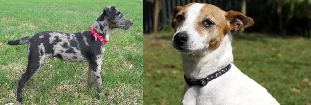 Tenterfield Terrier vs Atlas Terrier - Breed Comparison