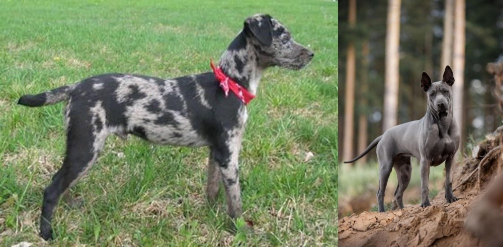 Thai Ridgeback vs Atlas Terrier - Breed Comparison