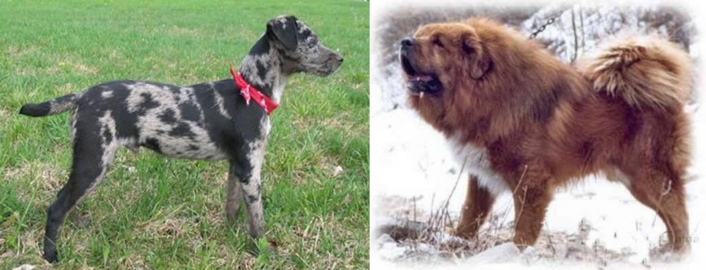 Tibetan Kyi Apso vs Atlas Terrier - Breed Comparison