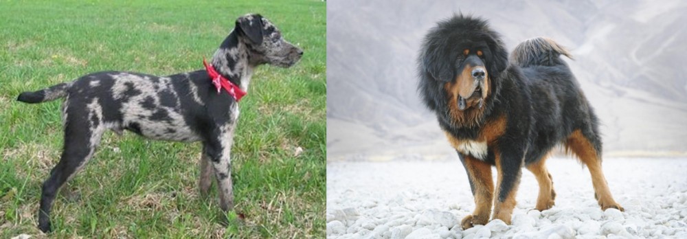 Tibetan Mastiff vs Atlas Terrier - Breed Comparison