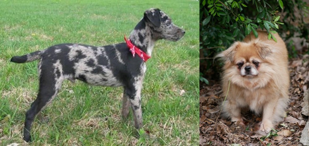 Tibetan Spaniel vs Atlas Terrier - Breed Comparison