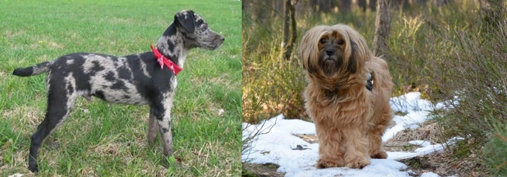Tibetan Terrier vs Atlas Terrier - Breed Comparison