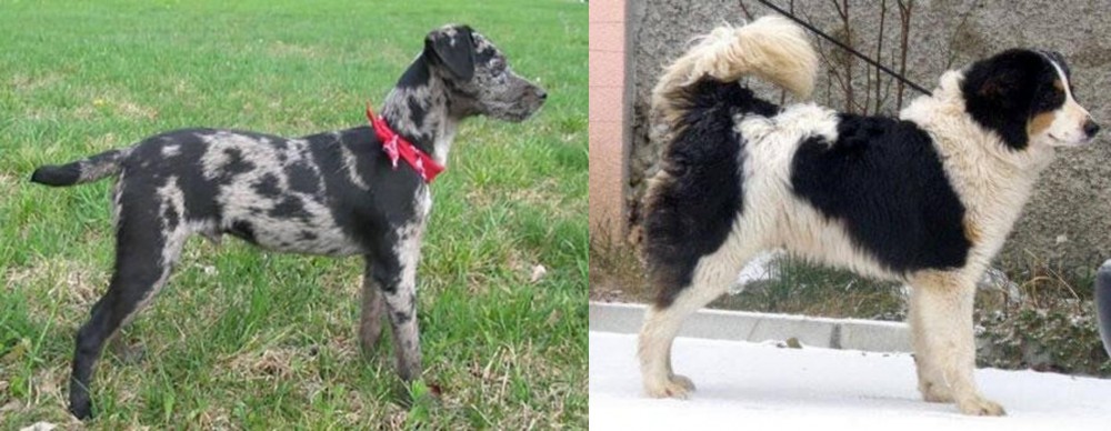 Tornjak vs Atlas Terrier - Breed Comparison