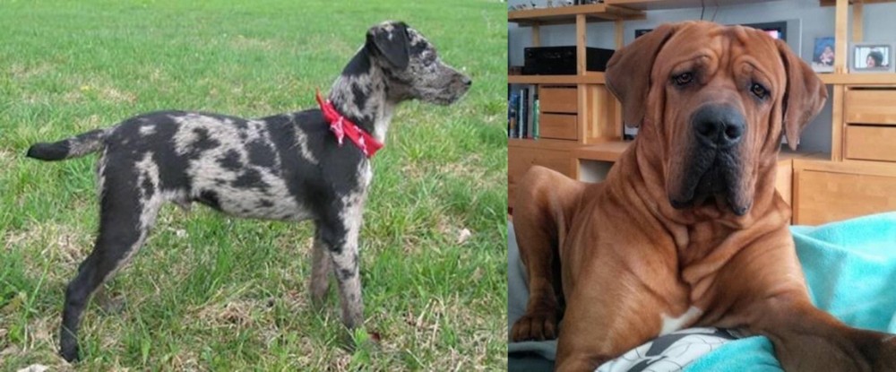 Tosa vs Atlas Terrier - Breed Comparison