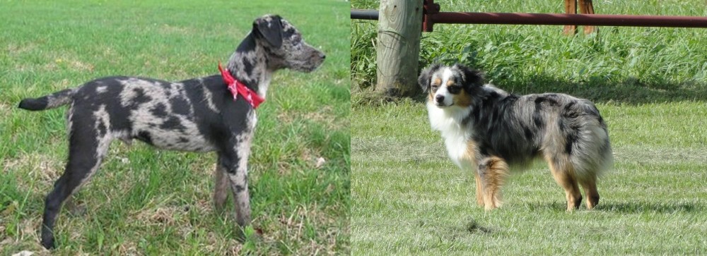 Toy Australian Shepherd vs Atlas Terrier - Breed Comparison